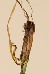 Carex spicata