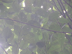 Piparea multiflora