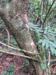 Piparea multiflora