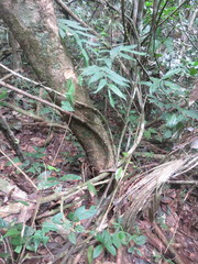 Piparea multiflora