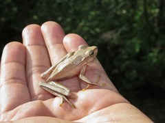 Boana multifasciata