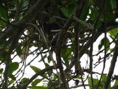 Melanerpes rubricapillus