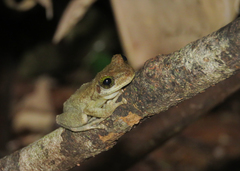 Osteocephalus oophagus