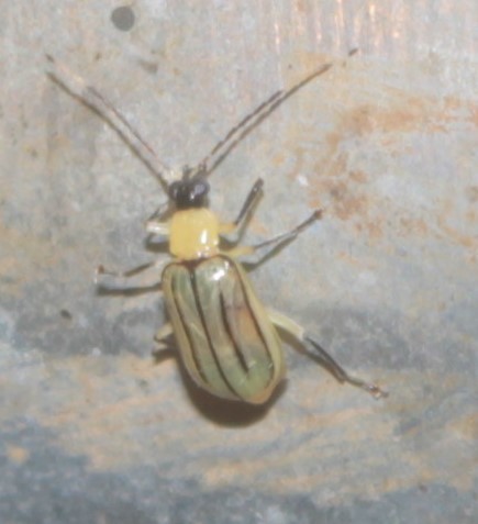 Amphelasma junctolineum