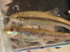 Nocomis leptocephalus