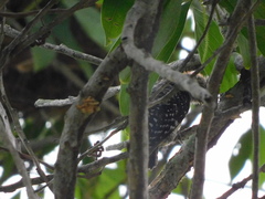 Melanerpes rubricapillus