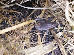 Elachistocleis nigrogularis