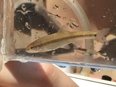 Nocomis leptocephalus