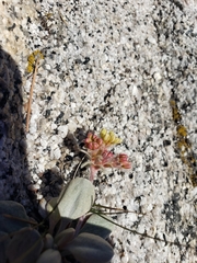 Eriogonum lobbii
