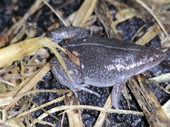 Elachistocleis nigrogularis