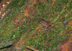 Anomaloglossus stepheni