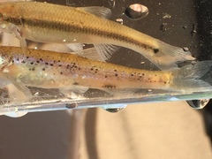 Nocomis leptocephalus