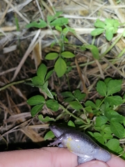 Elachistocleis nigrogularis