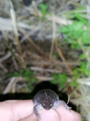 Elachistocleis nigrogularis