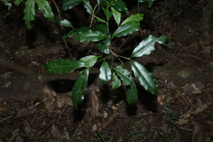 Anthocarapa nitidula