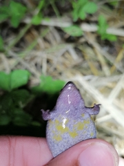Elachistocleis nigrogularis