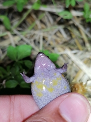 Elachistocleis nigrogularis