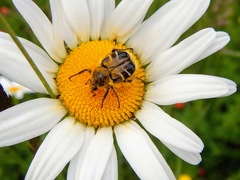 Trichiotinus assimilis