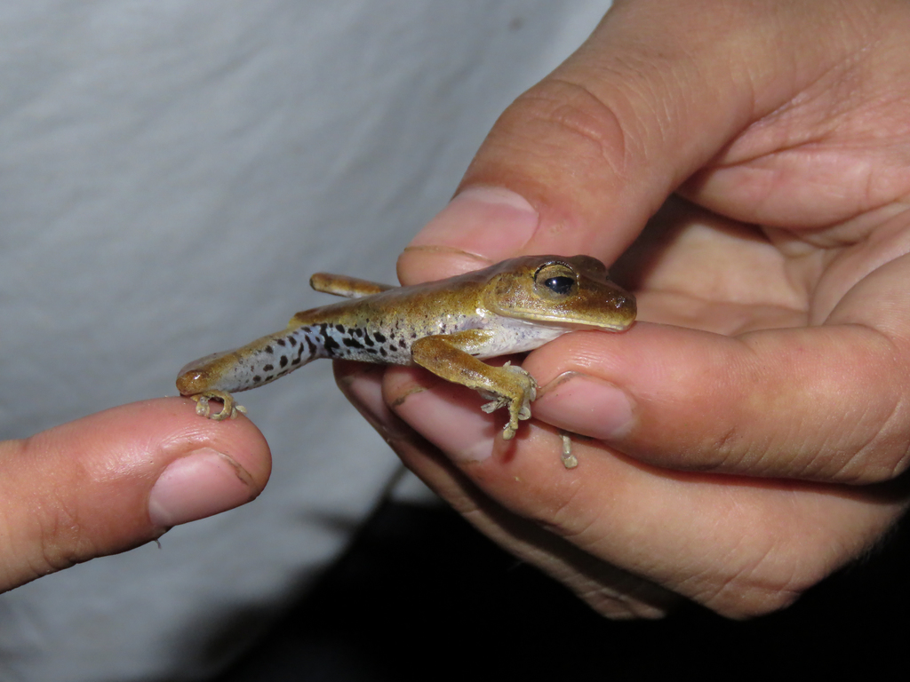 Alfaro's Treefrog