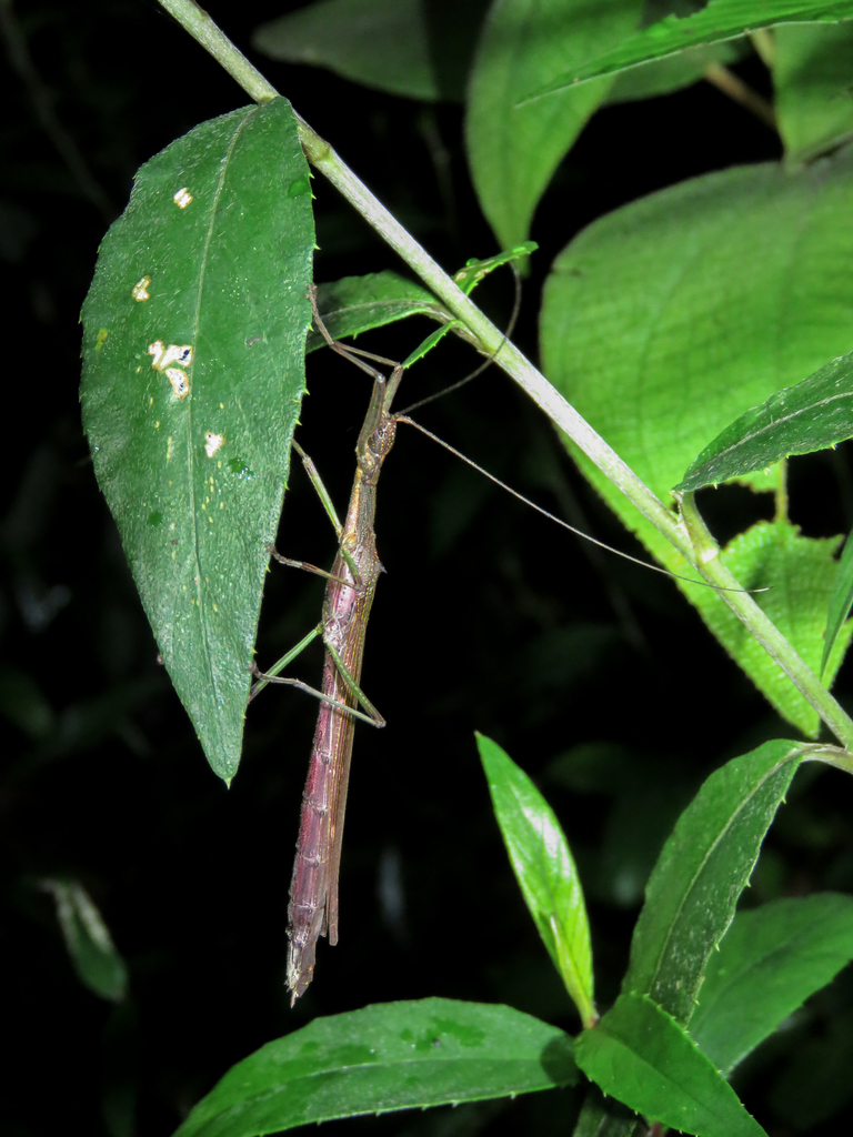 Prexaspes quadriguttatus