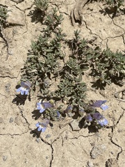 Penstemon caespitosus perbrevis
