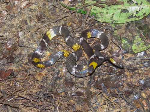 Photo of a Impostor Flame-Snake (Oxyrhopus vanidicus)