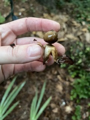 Geastrum fornicatum