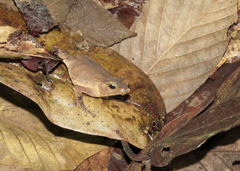Rhinella proboscidea