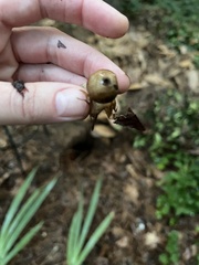 Geastrum fornicatum