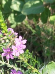 Lythrum alatum lanceolatum