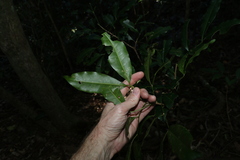 Anthocarapa nitidula