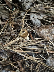Geastrum fornicatum