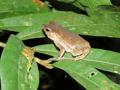 Rhinella proboscidea