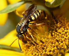Nomada vincta