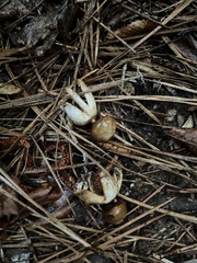 Geastrum fornicatum