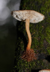 Lentinellus tasmanicus