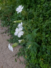 Silene latifolia