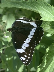 Limenitis weidemeyerii nevadae