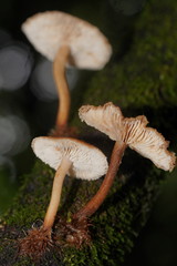 Lentinellus tasmanicus