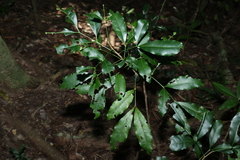 Anthocarapa nitidula