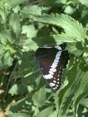 Limenitis weidemeyerii nevadae