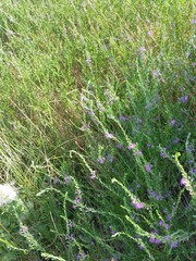 Lythrum alatum lanceolatum