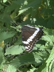 Limenitis weidemeyerii nevadae