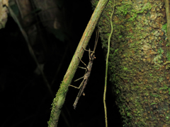 Creoxylus