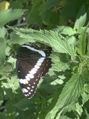 Limenitis weidemeyerii nevadae