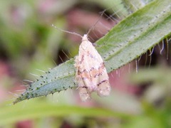 Phtheochroa vitellinana