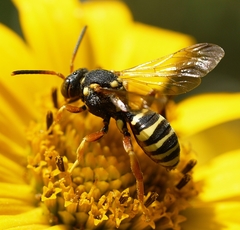 Nomada vincta