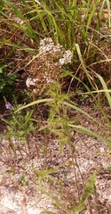 Verbena simplex