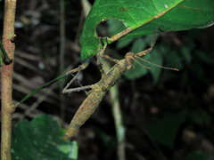 Creoxylus