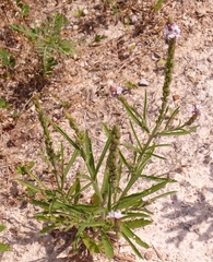 Verbena simplex